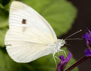 cabbage white butterfly on purple flower