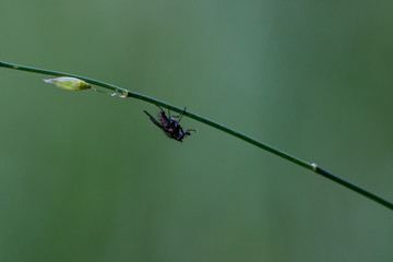 Flys  © Martin
