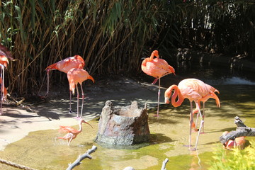group of pink flamingos