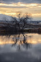 Views of Josh’s Pond walking path, Reflecting Sunset in Broomfield Colorado surrounded by Cattails, plains and Rocky mountain landscape during sunset. United States.