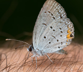 Fototapeta na wymiar Short-tailed blue butterfly resting on my arm