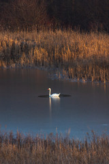 Mute Swan in Frozen Pond