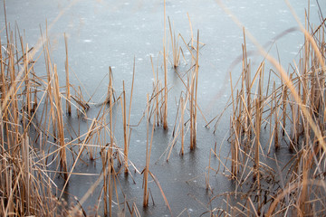 Frozen Reeds