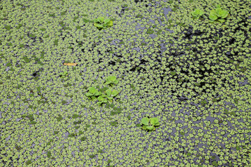Water lettuce and duck weed on water surface as natural art background. 