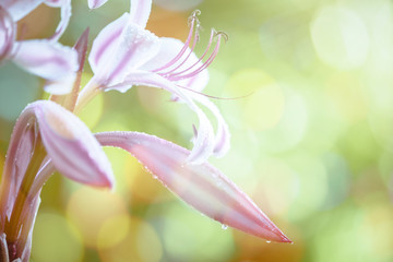 Pink flower on bokeh background