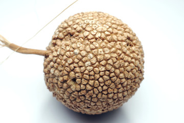 枯れたプラタナスの実