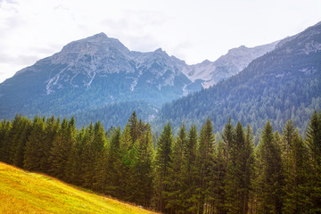 Fototapeta premium coniferous trees and mountains landscape 
