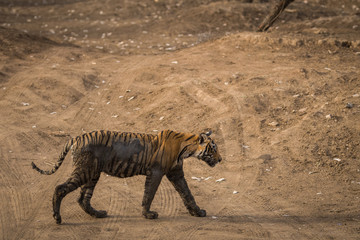 Fototapeta na wymiar A tiger cub during evening stroll in her mother territory at Ranthambore Tiger Reserve, India