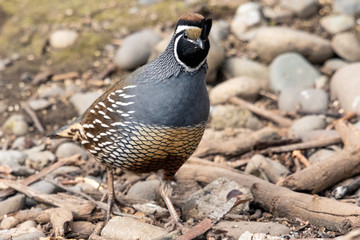 Male California Quail walking on the ground
