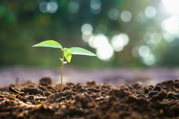 young planting growing in garden and morning light