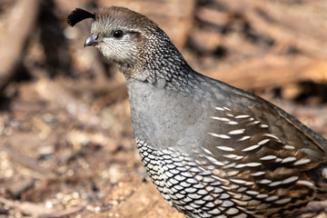 Female California Quail close-up