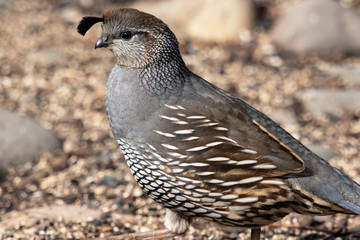 Female California Quail close-up