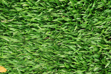 Green grass texture background