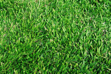 Green grass texture background