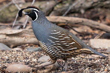Male California Quail walking on the ground
