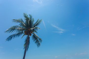 Coconut tree with blue sky less cloud on background, with light and more contrast