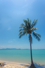 Coconut tree with blue sky less cloud on background and seaside below, with light and more contrast - vertical