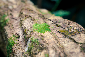 Some moss grow up on the timber