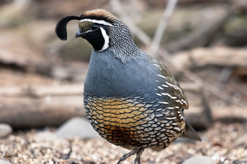 Male California Quail close up