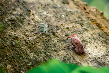 Red bug with beautiful pattern on the wing stay on the wood, walking upper