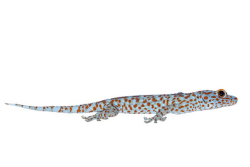 Macro Photo of Tokay Gecko Isolated on White Background with Clipping Path