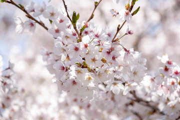 桜