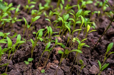 Lots Of Green Seedling Parsley Plant,Close Up Shot.