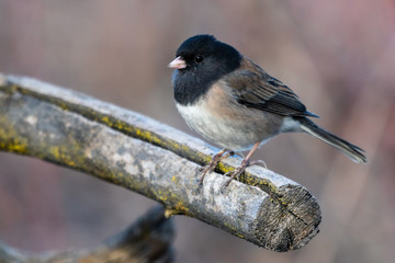 Male Dark-eyed Junco on a branch