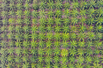 Aerial top view on plantation of palm trees background