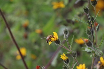 Abeja melipona aliment&aacute;ndose de polen