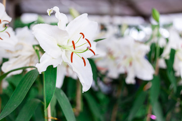  Lily flower white color blossom , ,Beautiful flower