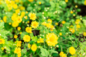Yellow flower background ,mini sunflowers