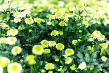 Yellow flower background ,mini sunflowers
