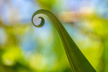 Leaves curl as the reach skyward.