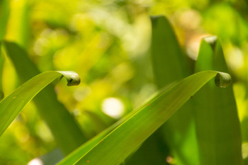 Leaves curl as the reach skyward.
