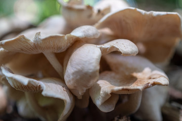 A cluster of fungi compete for the best spot
