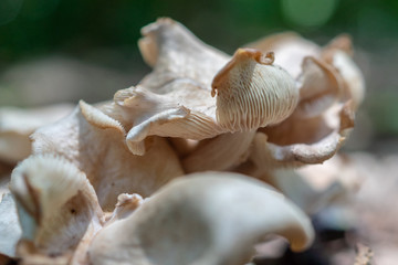A cluster of fungi compete for the best spot