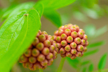 Red Head Powder Puff