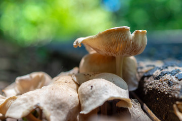 A cluster of fungi compete for the best spot