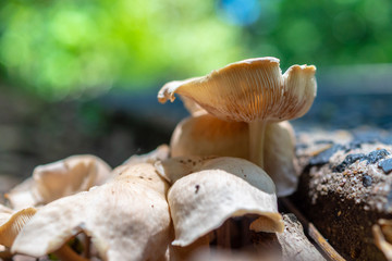 A cluster of fungi compete for the best spot