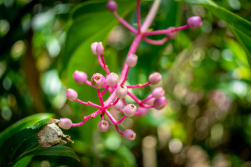 Pink flower stem reaches out to entice.