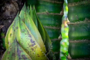 Huge shoots in a stand of giant bamboo.