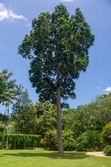 A tree dominates the view in these gardens.