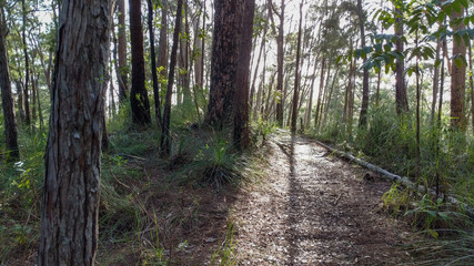 Light filters through the trees on a woodland trail.