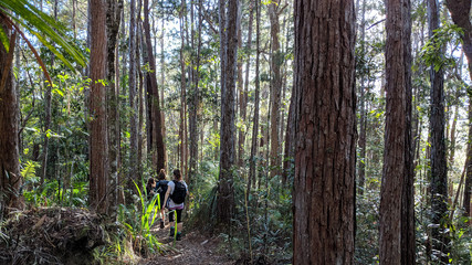 Young hikers explore the wilderness