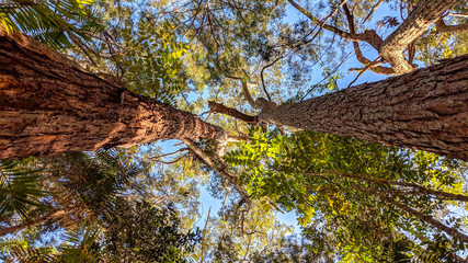 Twin trunks support a towering canopy.