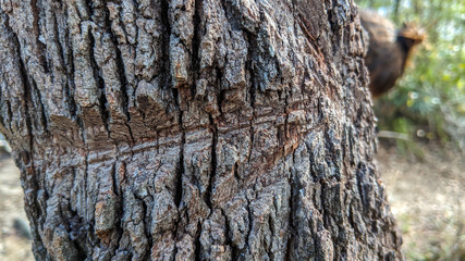 A carved arrow on a tree indicates the direction of the trail