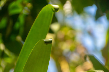 Leaves curl as the reach skyward.