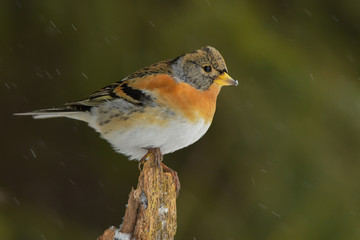 Brambling on a branch in winter scenery, Fringilla montifringilla