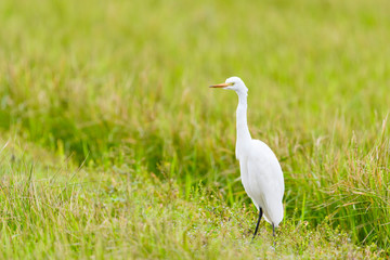 チュウサギ(Intermediate egret)